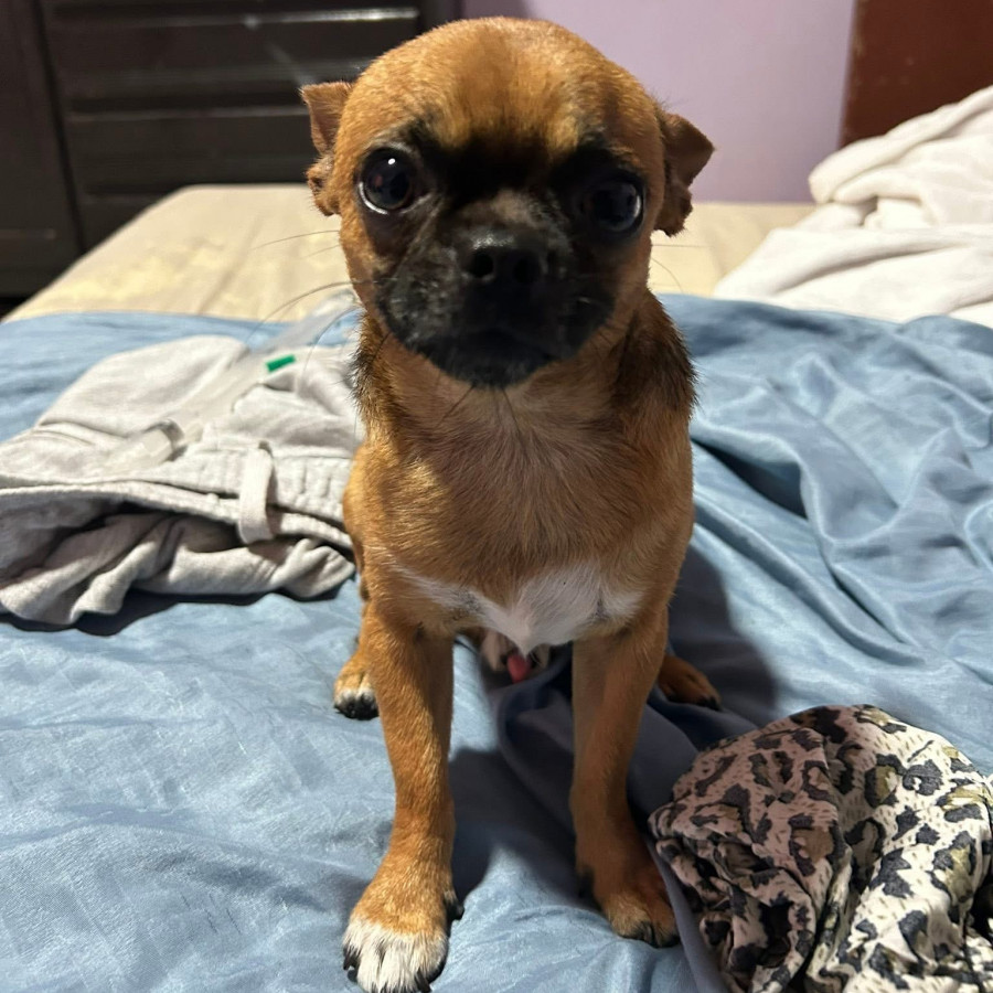 GOLIAT | Raza Chihuahua | Perdido