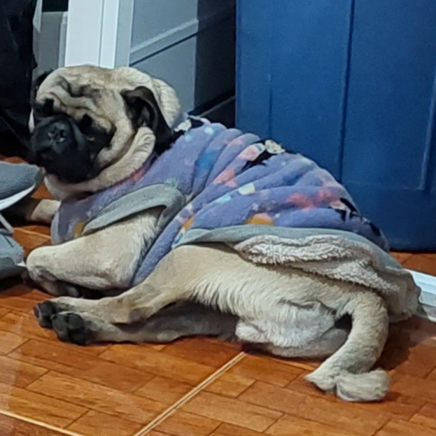 DUSTY | Raza Pug o Carlin | Perdida