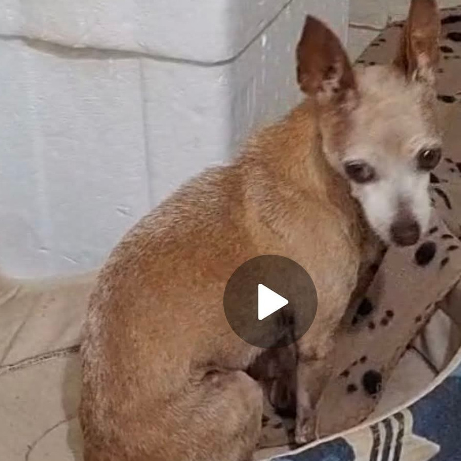 ARI | Raza Chihuahua | Perdida