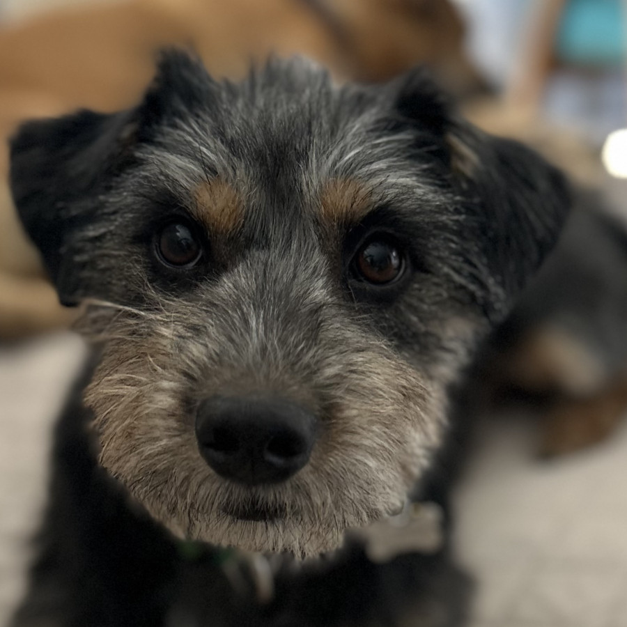 RITA | Raza Mestiza, cruza de Schnauzer | Final Feliz