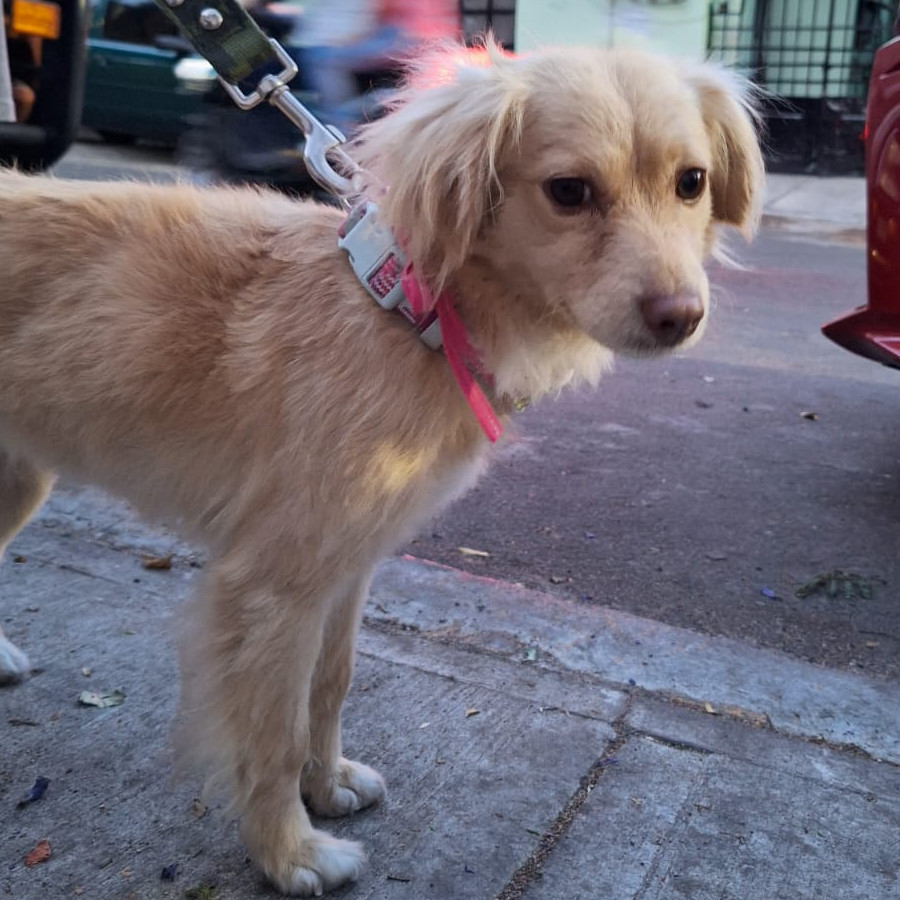  | Raza Mestiza | Encontrada