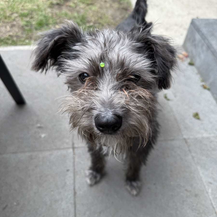  | Raza Mestizo, cruza de Schnauzer | Encontrado