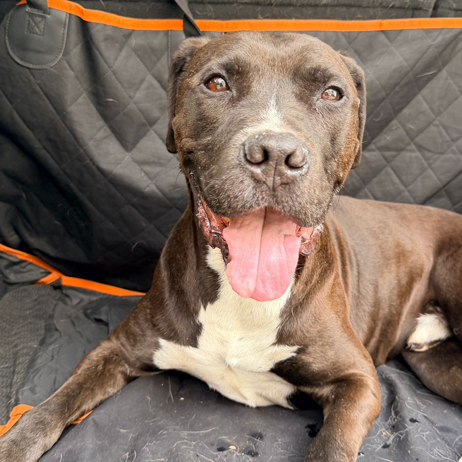  | Raza Mestizo, cruza de American Pitbull Terrier | Encontrado