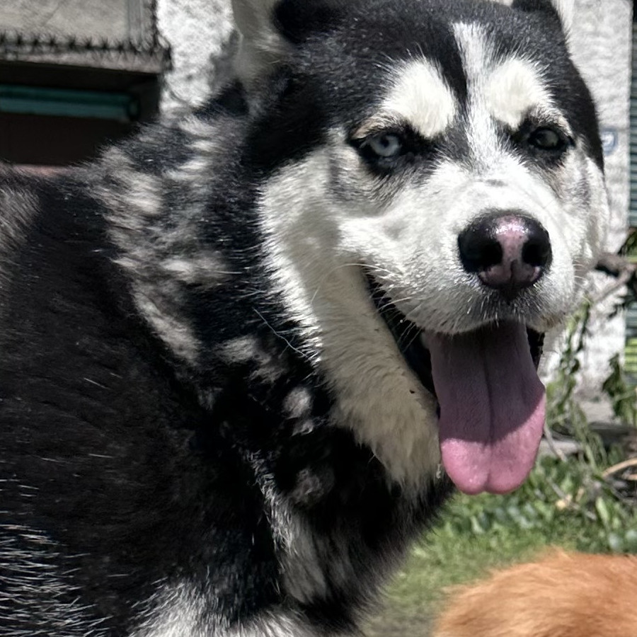  | Raza Husky Siberiano | Final Feliz