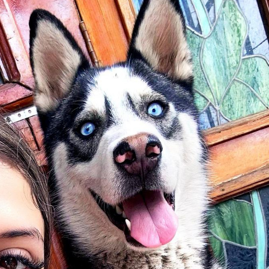 ATLAS | Raza Husky Siberiano | Perdido