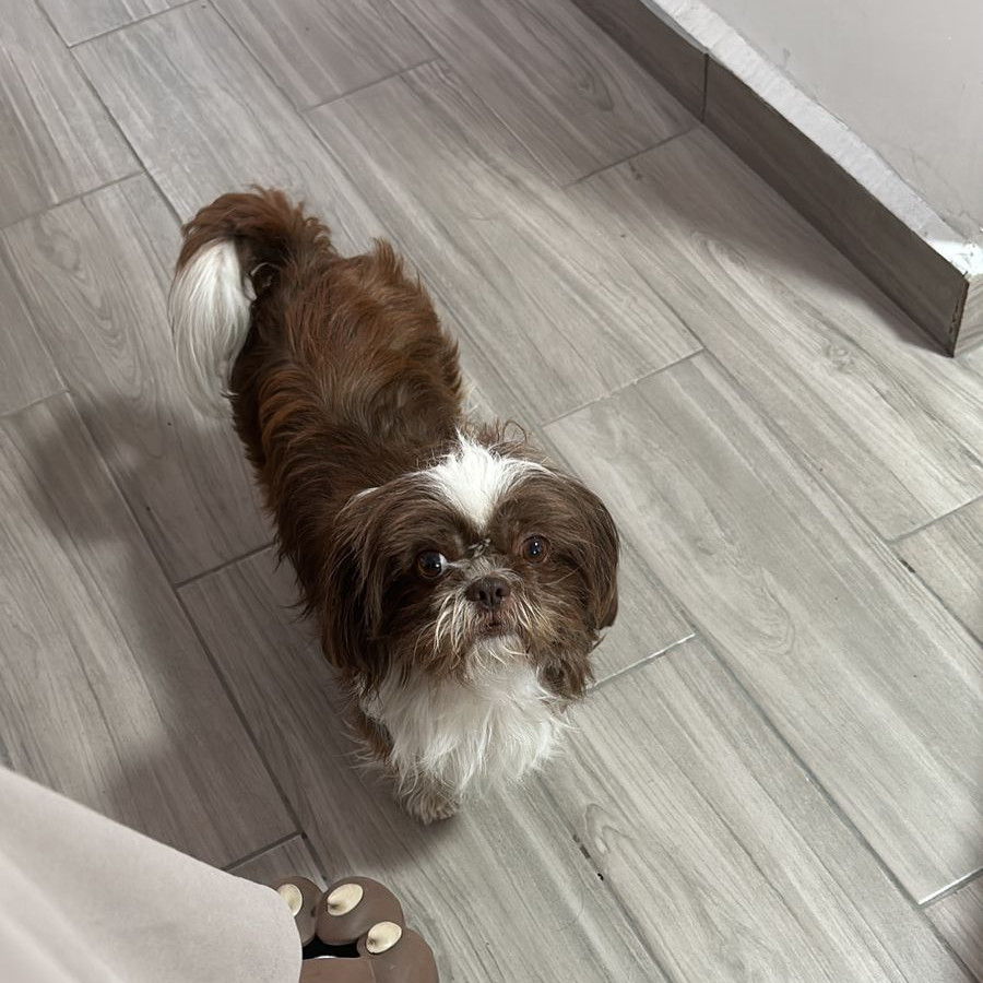 CHEWBACCA (CHEWY) | Raza Shih Tzu  | Perdida