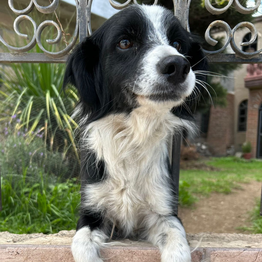 CHACHITA | Raza Mestiza, cruza de Border Collie | Final Feliz