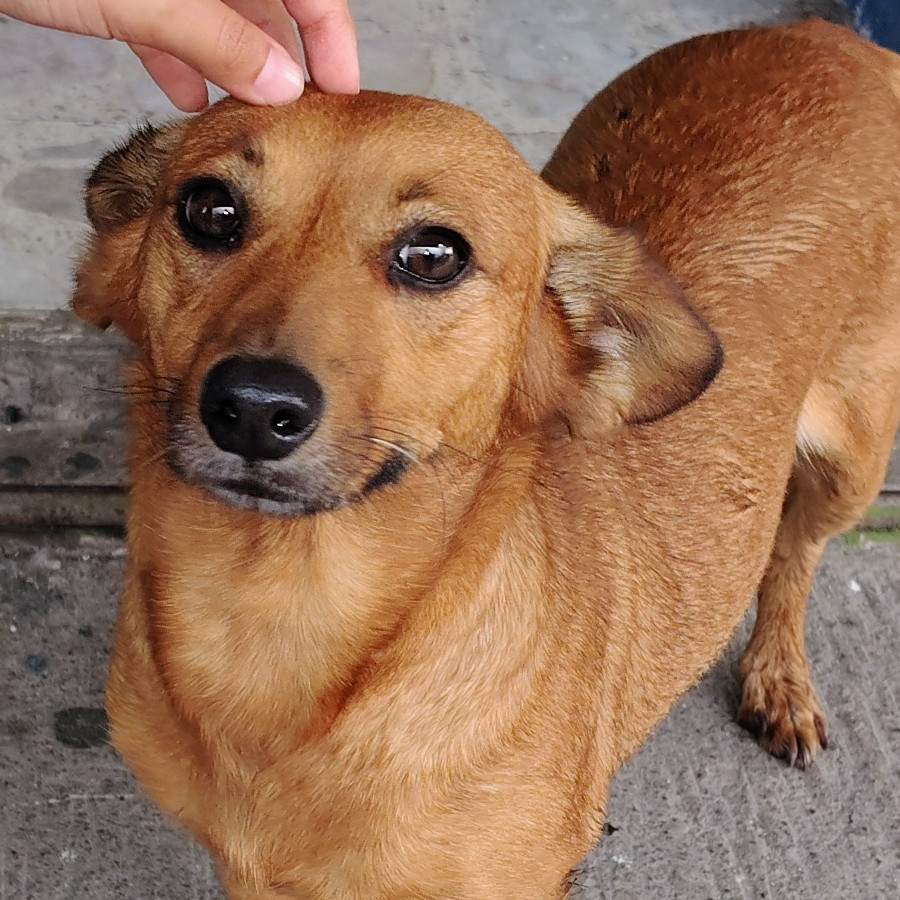  | Raza Mestiza, cruza de Dachshund o Salchicha | Final Feliz