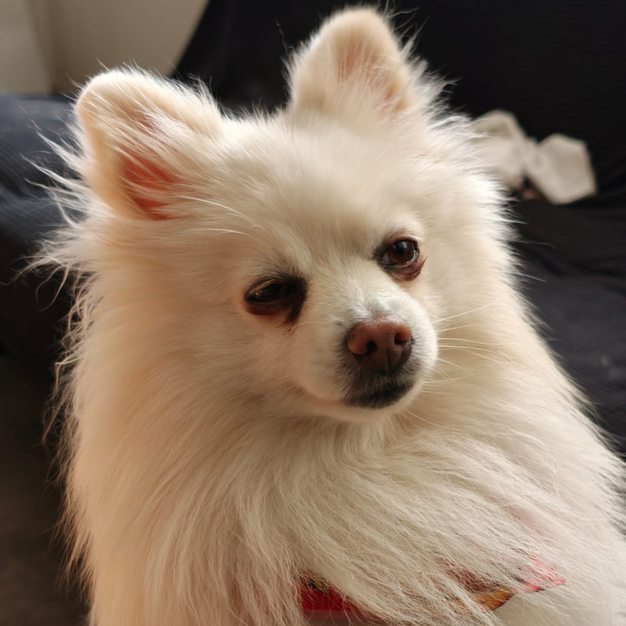 FLOUNDER Y MELODY | Raza Pomerania | Perdido