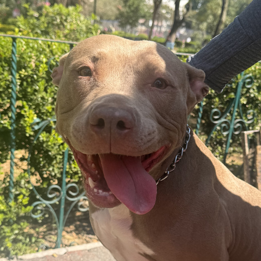  | Raza American Pitbull Terrier | Final Feliz