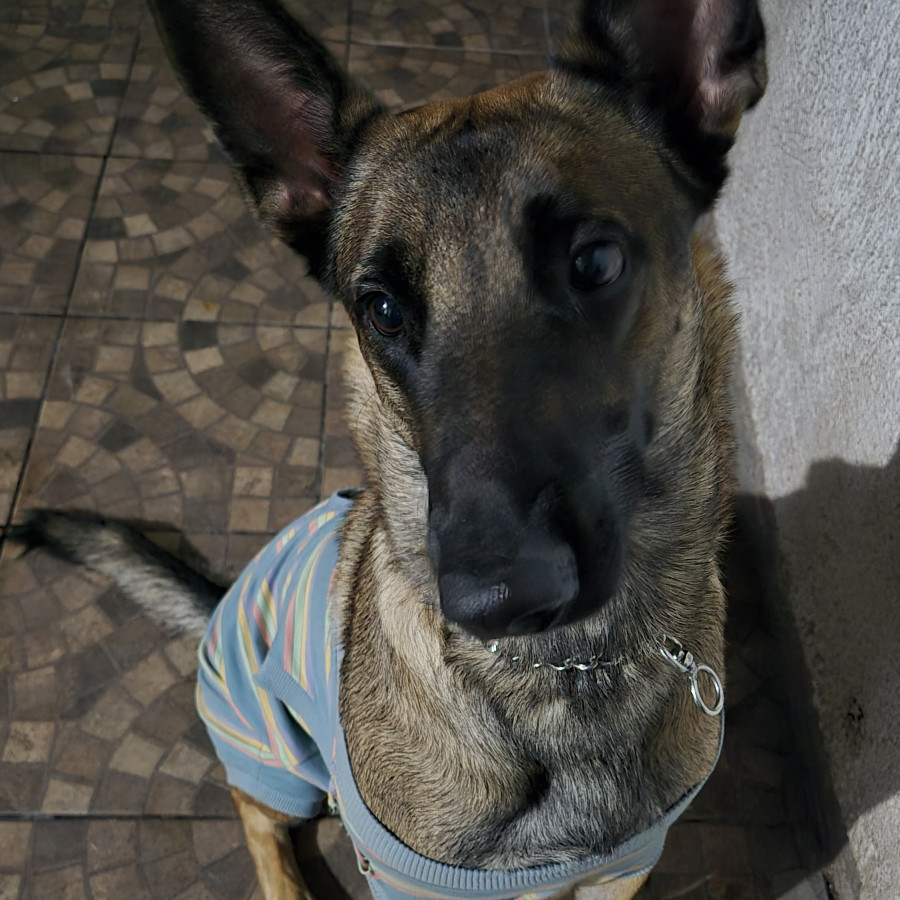 TULLY | Raza Pastor Belga Maliniois | Perdida