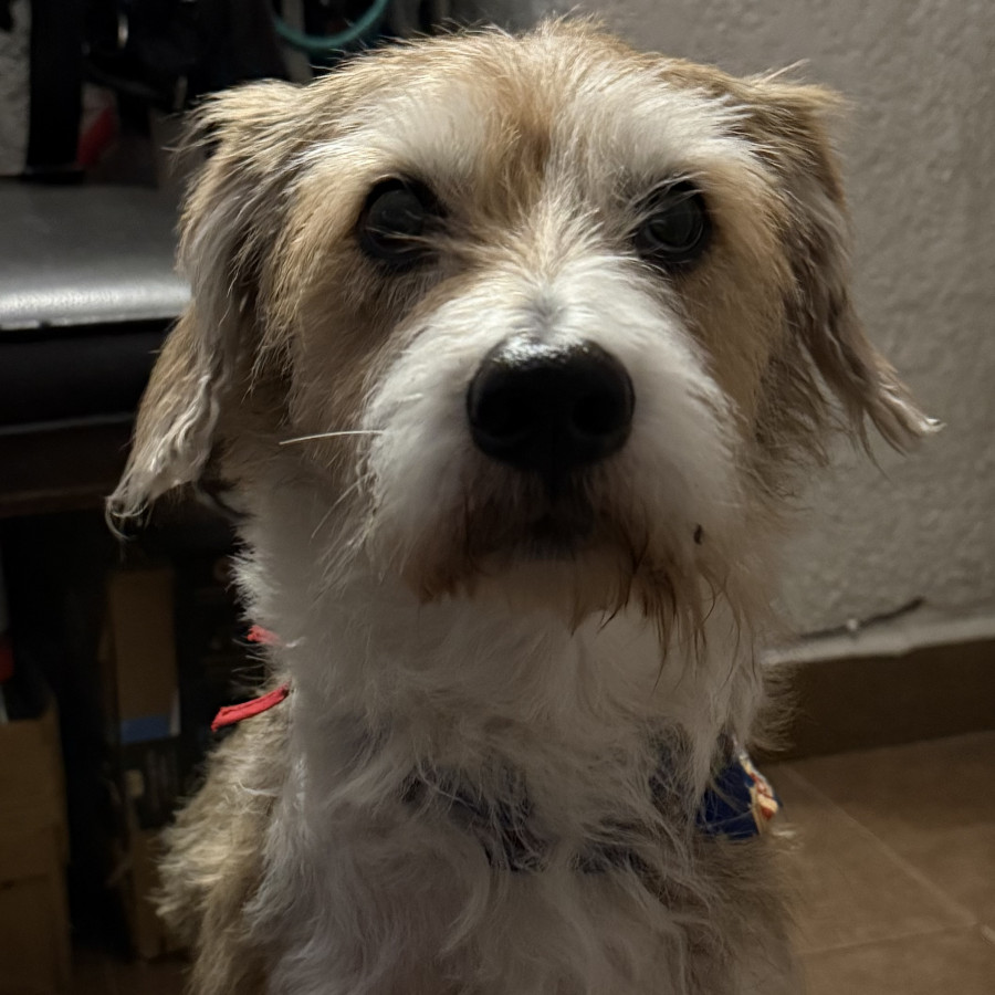  | Raza Mestizo | Encontrado