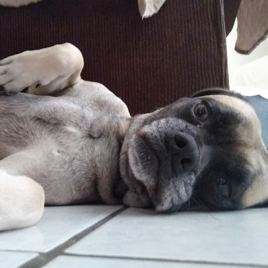 MEI | Raza Mestiza, cruza de Pug con Cocker | Perdida