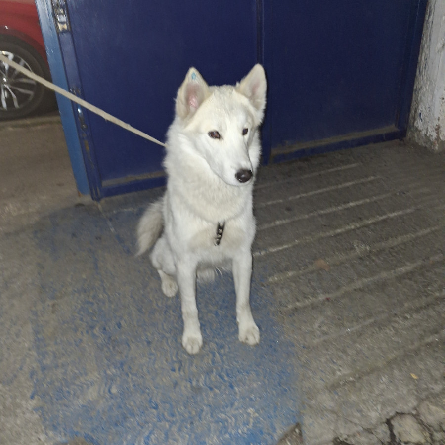  | Raza Mestizo, cruza de Husky Siberiano | Encontrado