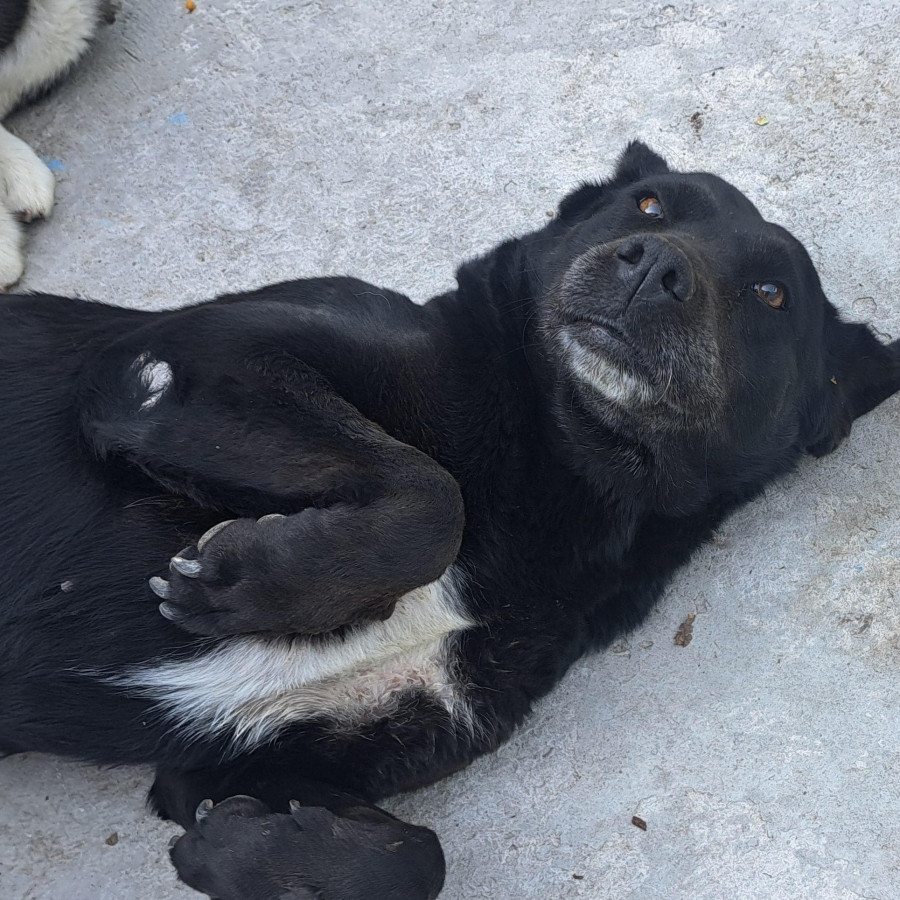 MORITA | Raza Mestiza, cruza de Labrador | Perdida