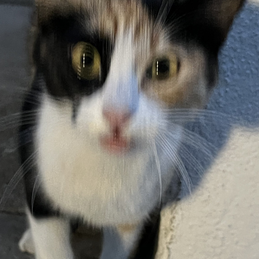  | Raza Calicó de pelo corto | Encontrada