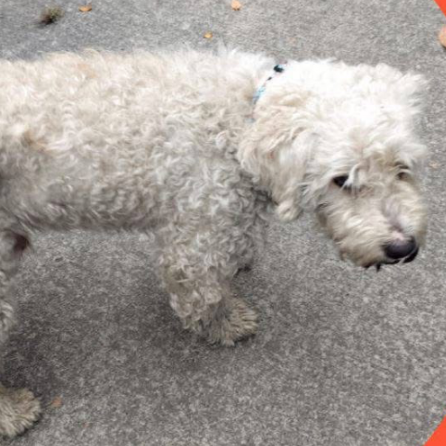 POLO | Raza Mestizo, cruza de French Poodle con Schnauzer,  (Schnoodle) | Perdido