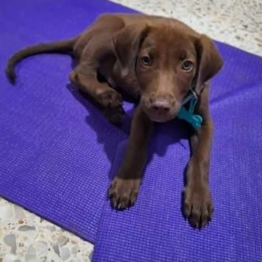 BAILEY | Raza Mestizo,  cruza de Labrador | Perdido