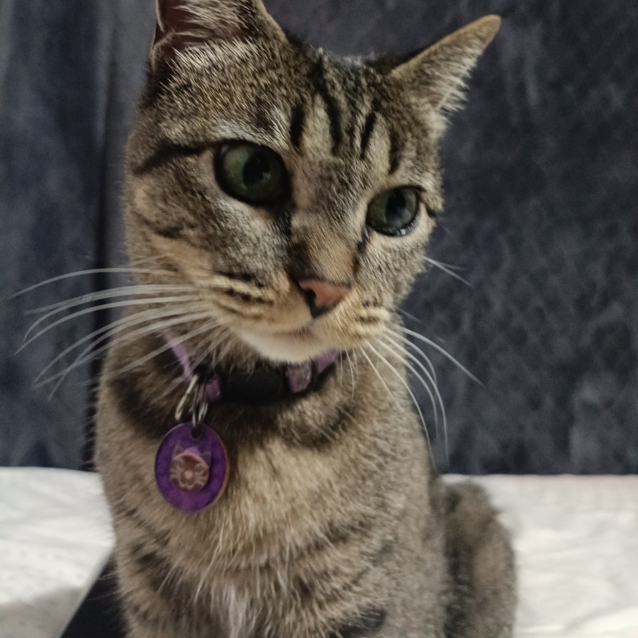 OLIVER | Raza Doméstico Américano de Pelo Corto | Perdida