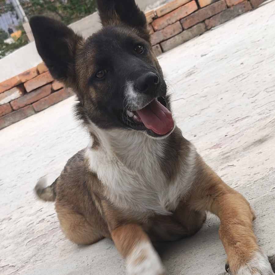 MOKA | Raza Mestiza, cruza de Pastor Belga Malinois | Perdida