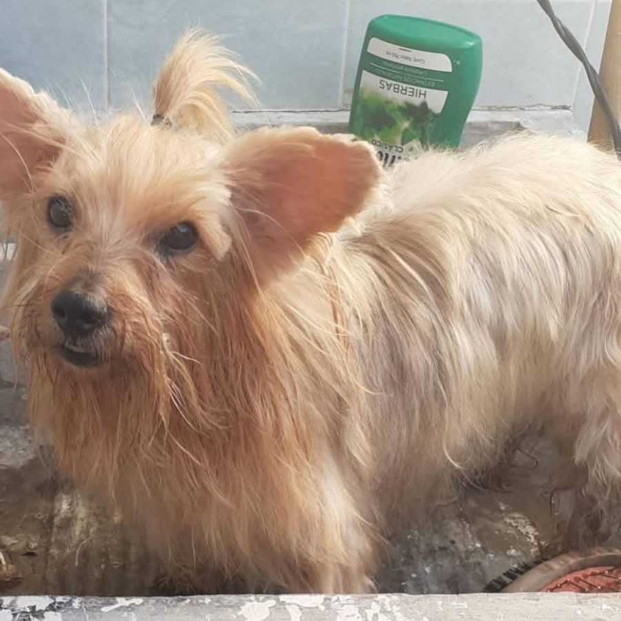 BELA | Raza Yorkshire Terrier (Yorkie) | Final Feliz