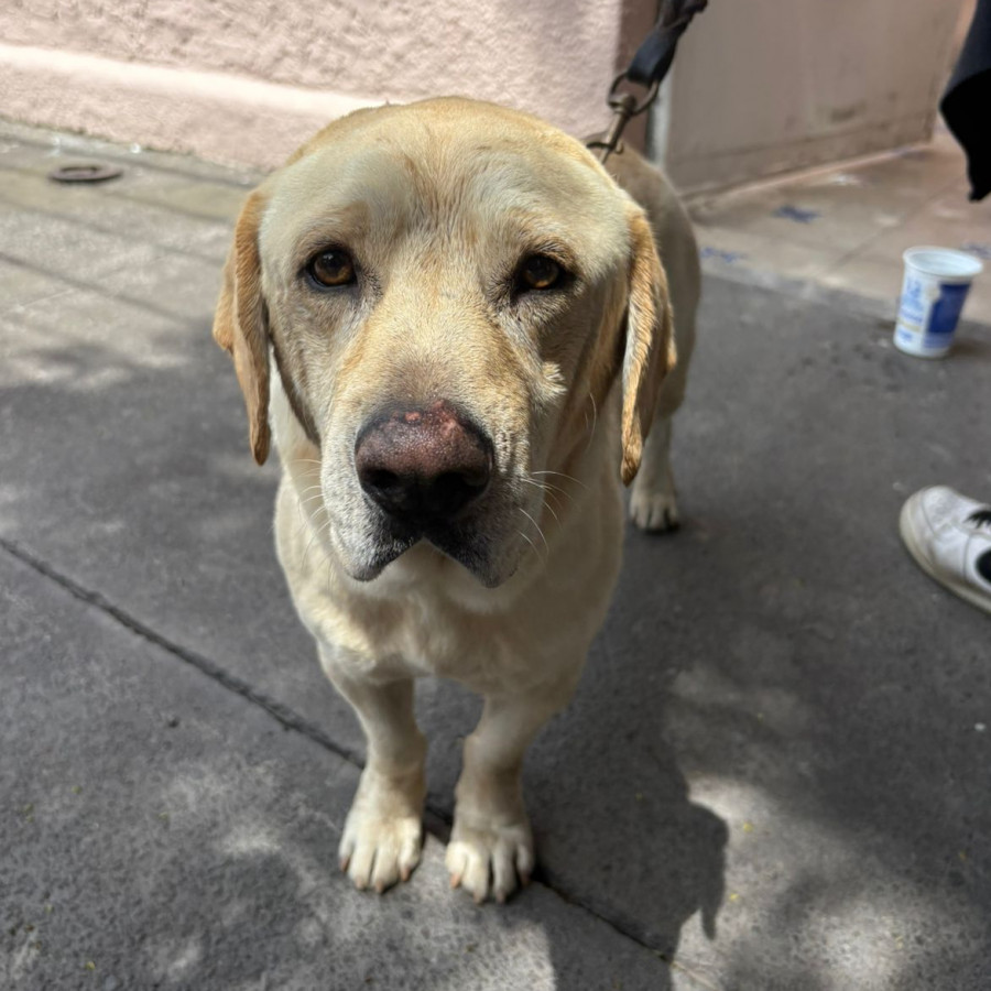  | Raza Mestizo, cruza de Labrador | Encontrado