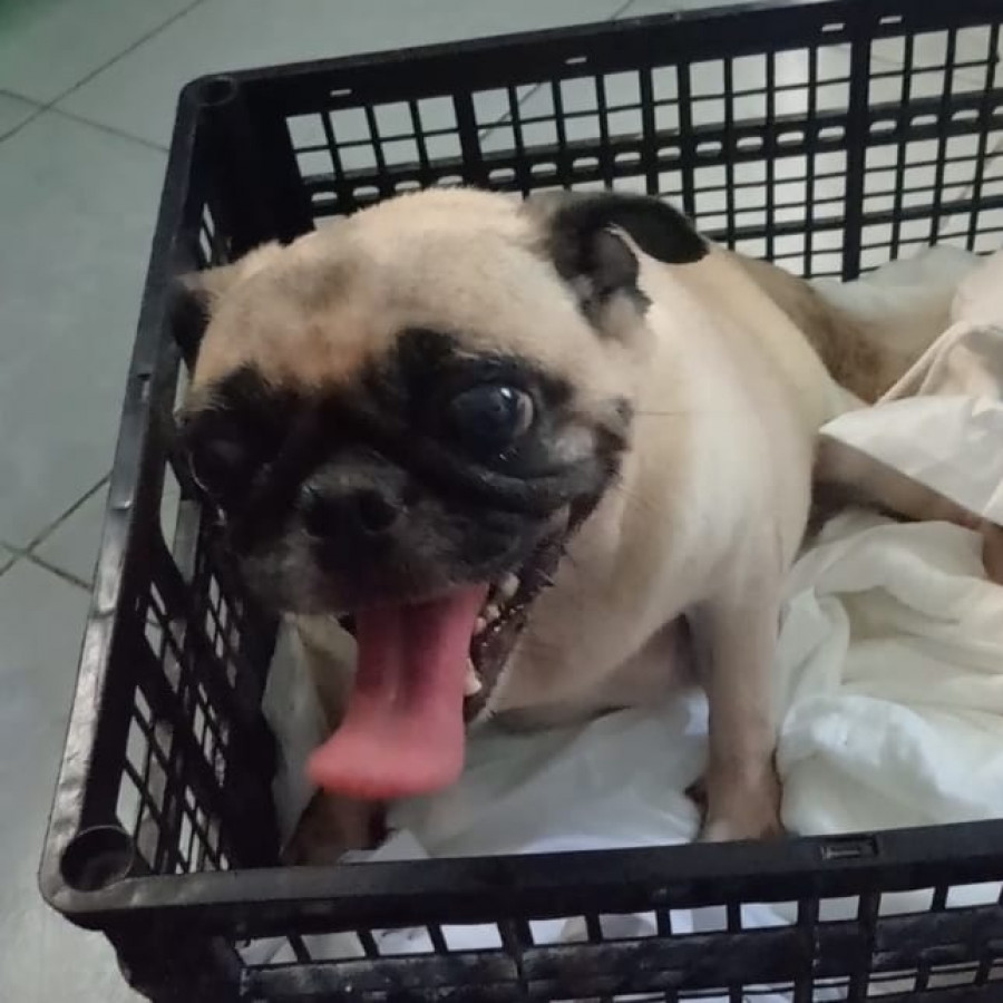 LILO | Raza Pug o Carlin | Final Feliz