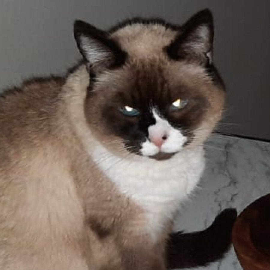 MÍA | Raza Snowshoes | Perdida