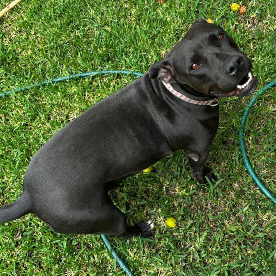 LAISA | Raza Mestiza, Cruza De American Pitbull Terrier | Final Feliz