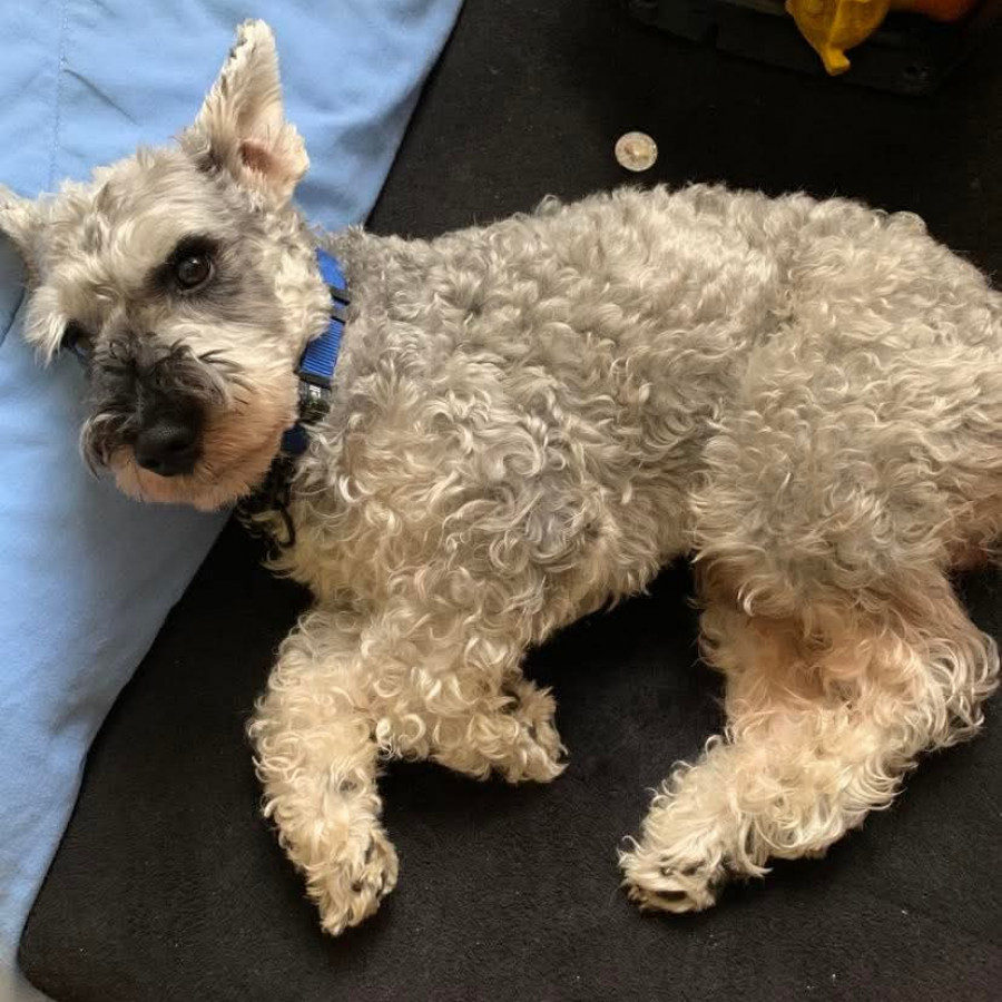 GROOT | Raza Schnauzer Miniatura  | Perdido