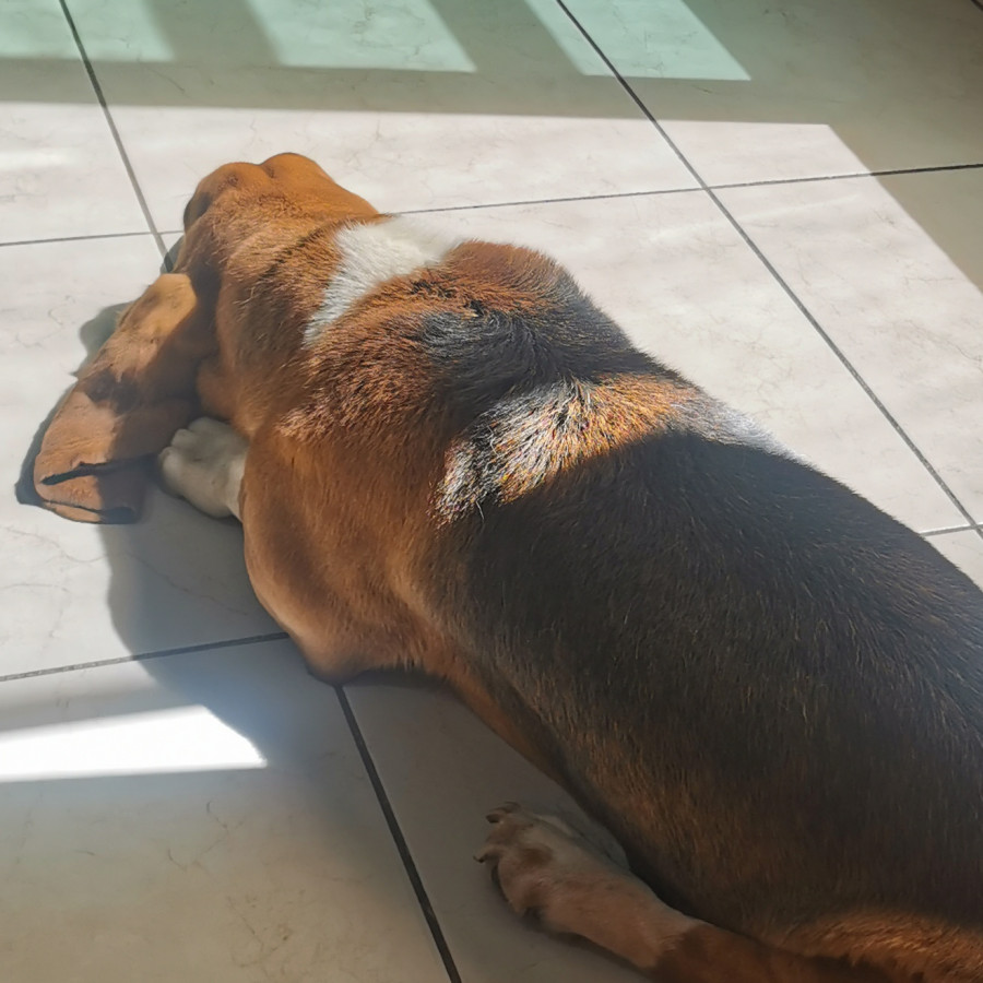 DOBBY | Raza Basset Hound | Final Feliz