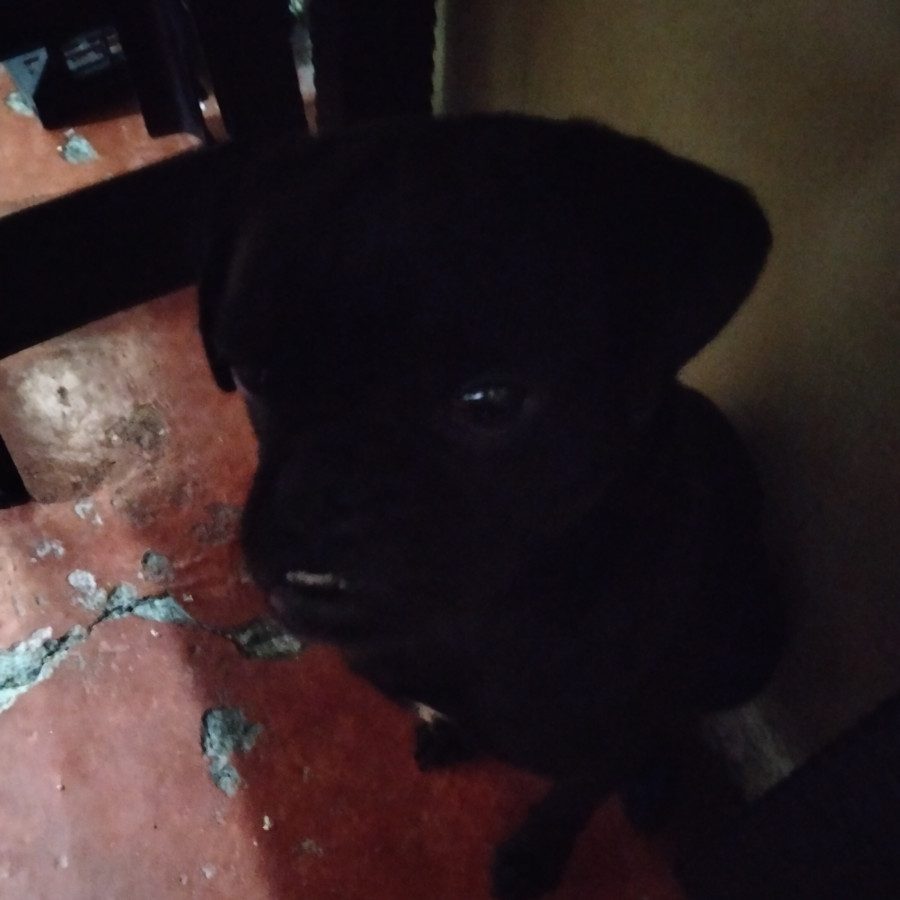 TOMMY | Raza Pug o Carlin | En Adopción