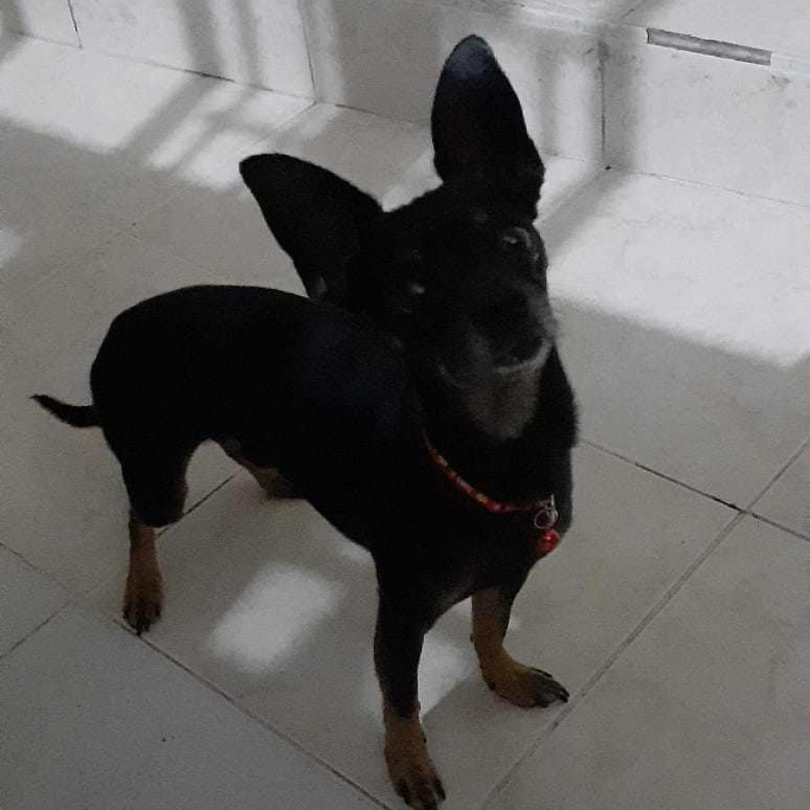 TOCHO | Raza Chihuahua | Perdido