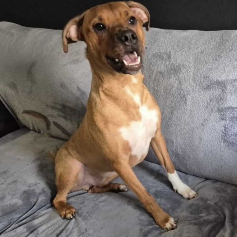 CANELO | Raza Mestizo, cruza de American Pitbull Terrier | Perdido