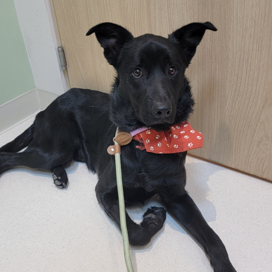  | Raza Mestizo | Encontrado