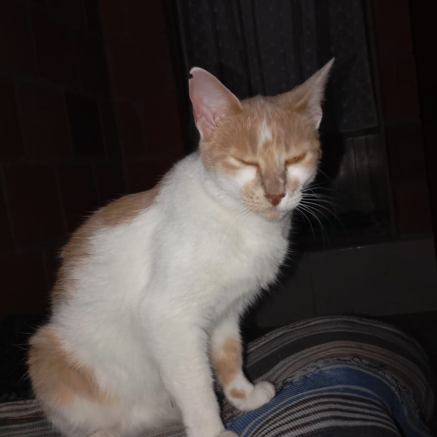 KITTY | Raza Doméstico Américano de Pelo Corto | En Adopción