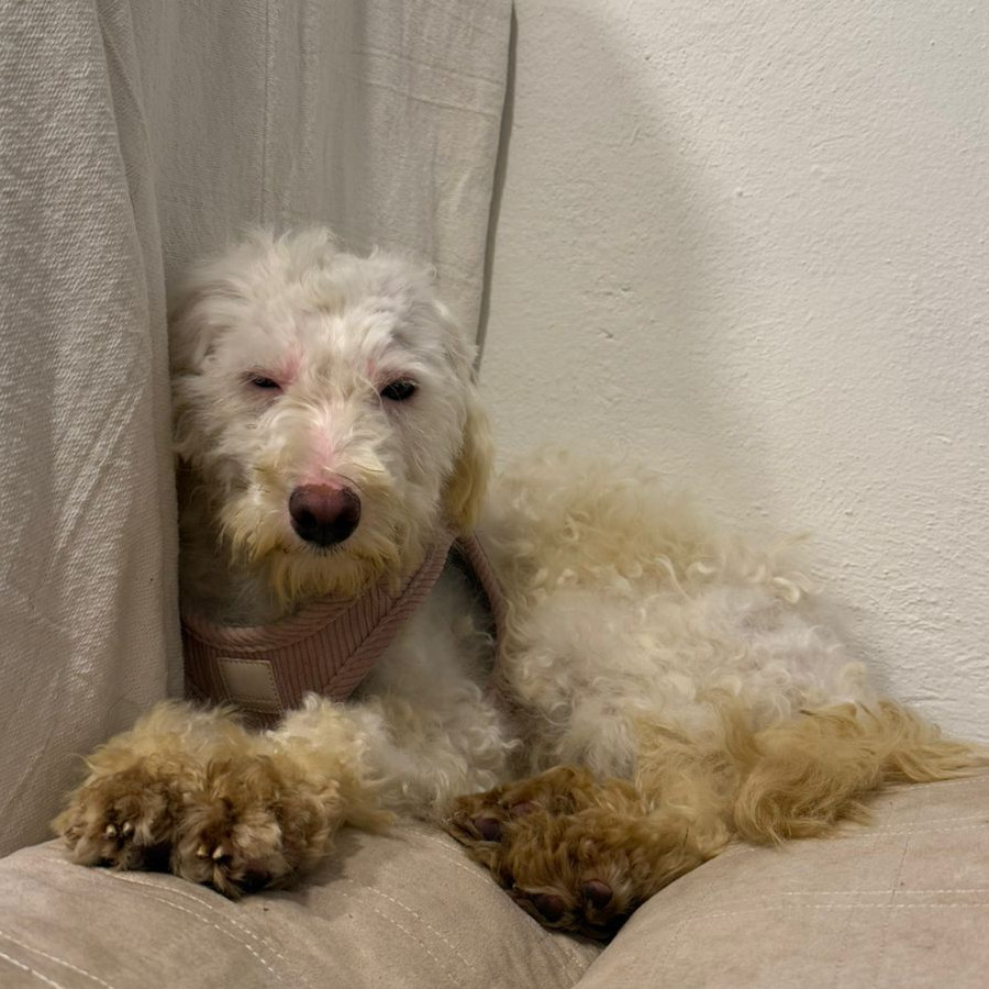 TOVA | Raza Mestiza, cruza de French Poodle | Perdida