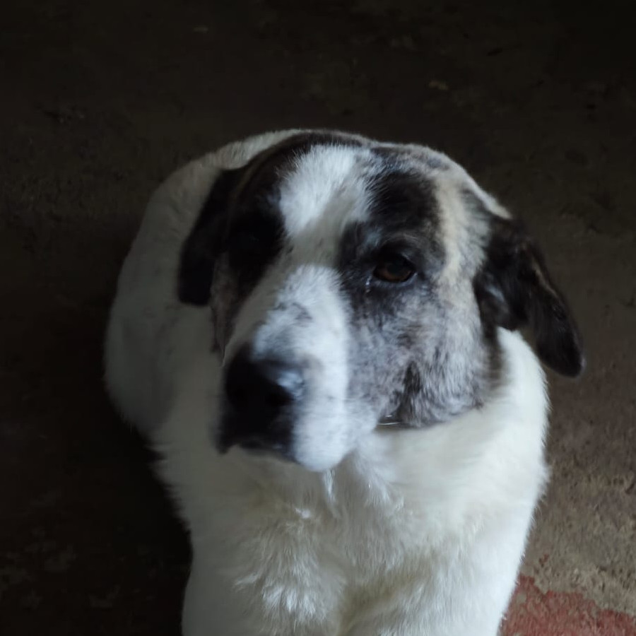  | Raza Mestizo | Encontrado