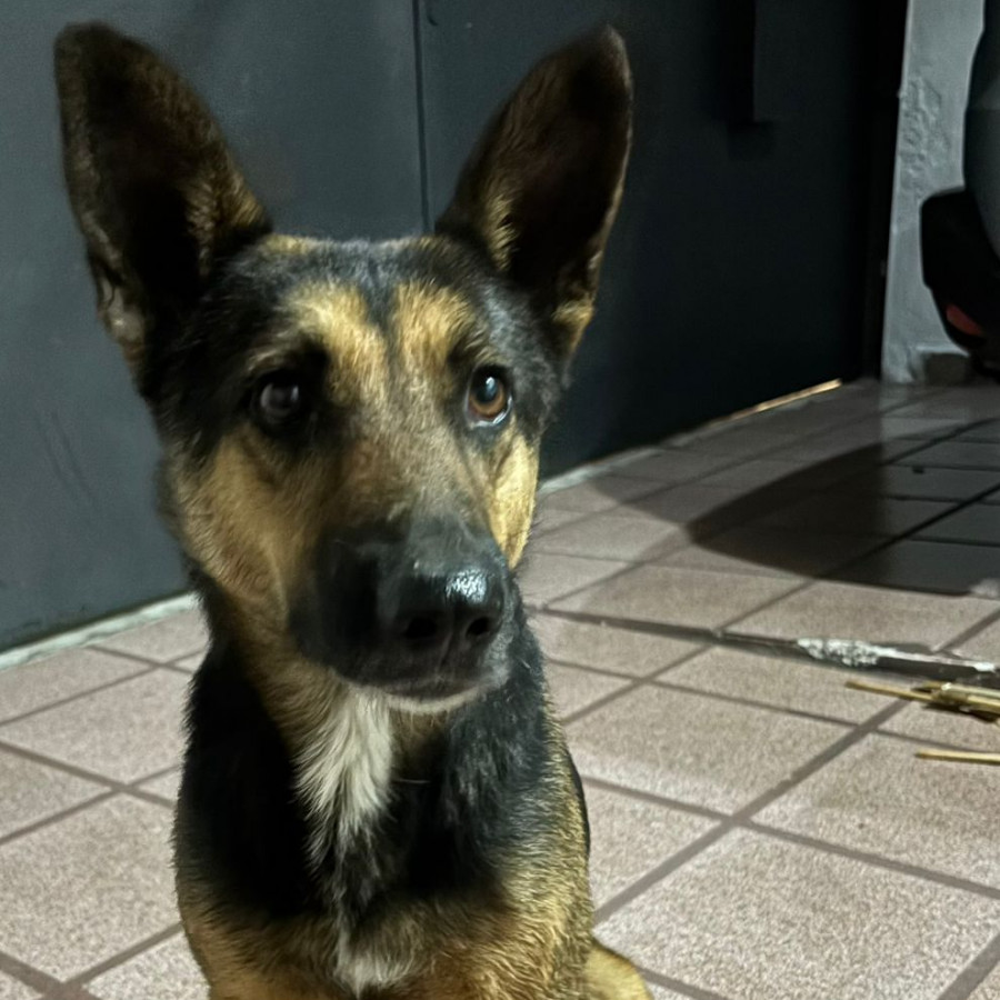  | Raza Mestiza, cruza de Pastor Alemán | Encontrada