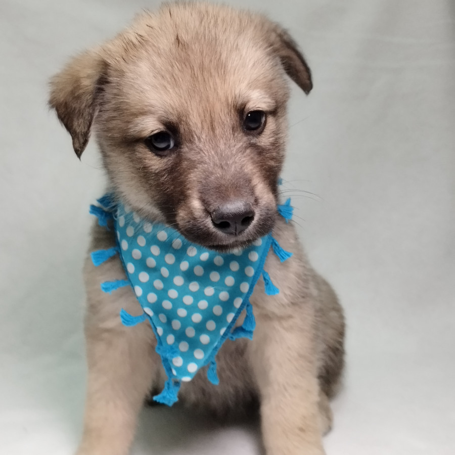 TOM | Raza Mestizo, cruza de Husky con Labrador | En Adopción