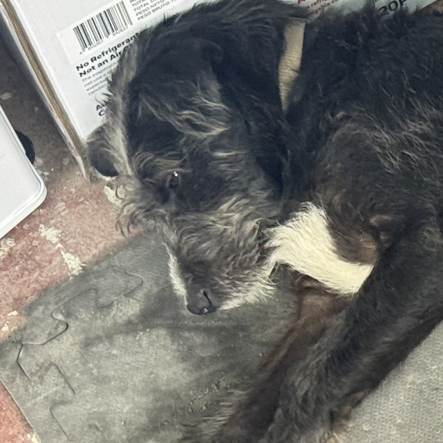  | Raza Mestizo | Encontrado