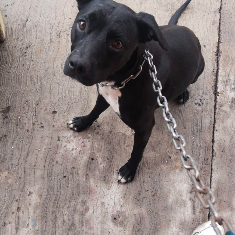 HERMOSA PELUDITA | Raza Mestiza, cruza de American Pitbull Terrier | En Adopción