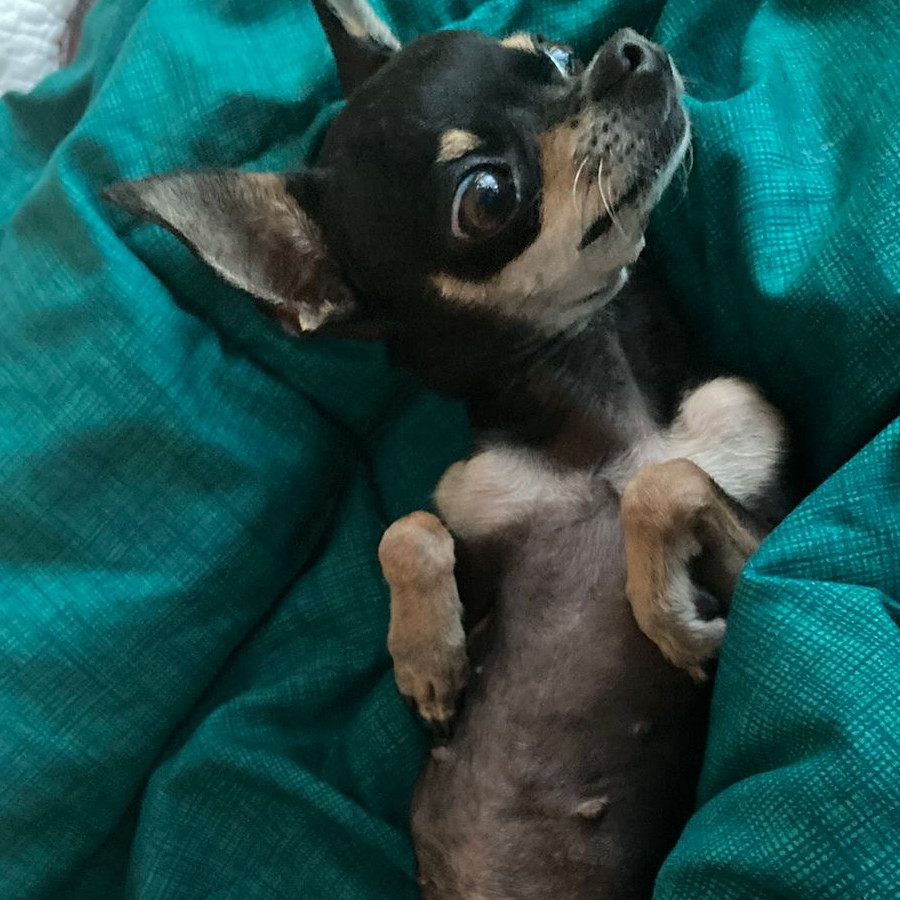 BEUTY | Raza Chihuahua | Perdida