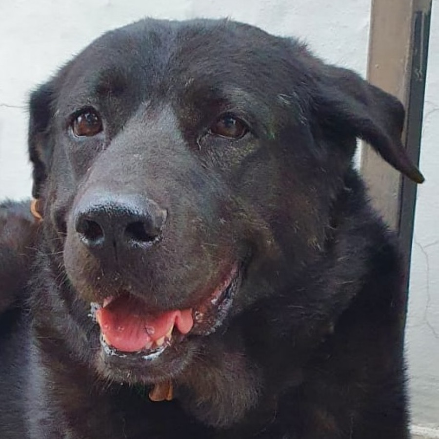 OSO | Raza Mestizo, cruza de Labrador | En Adopción