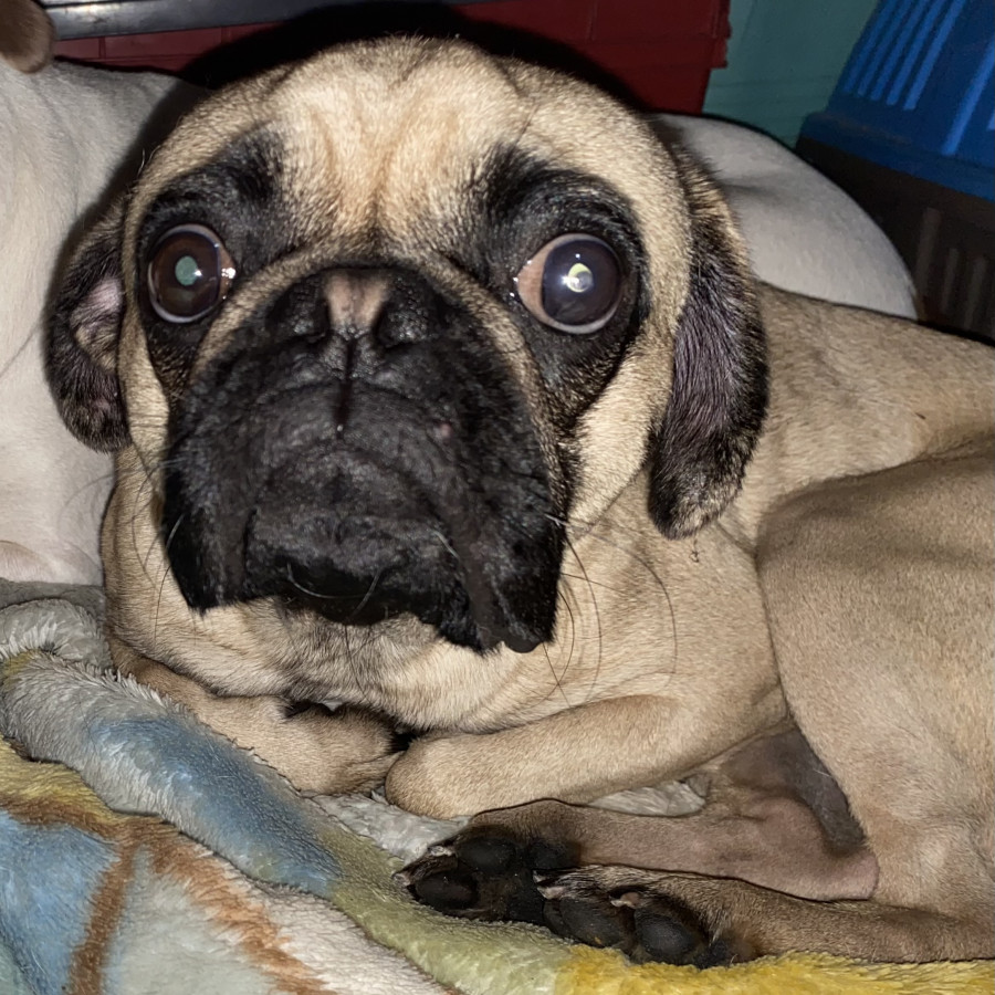 LOLO | Raza Pug o Carlin | Final Feliz