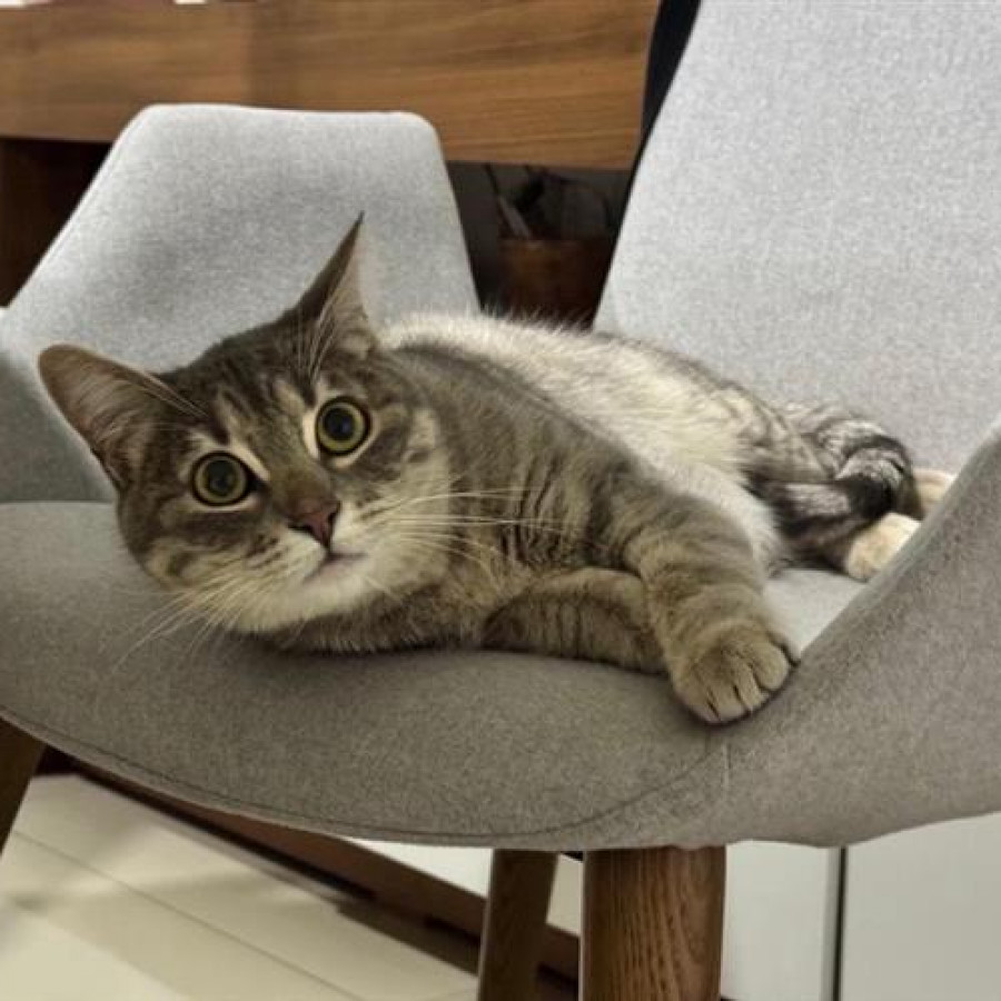 TABITA | Raza Doméstico Américano de Pelo Corto | Final Feliz