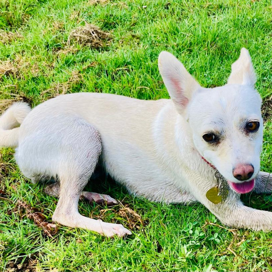 MAYONESA | Raza Mestiza, cruza de Chihuahua | Final Feliz