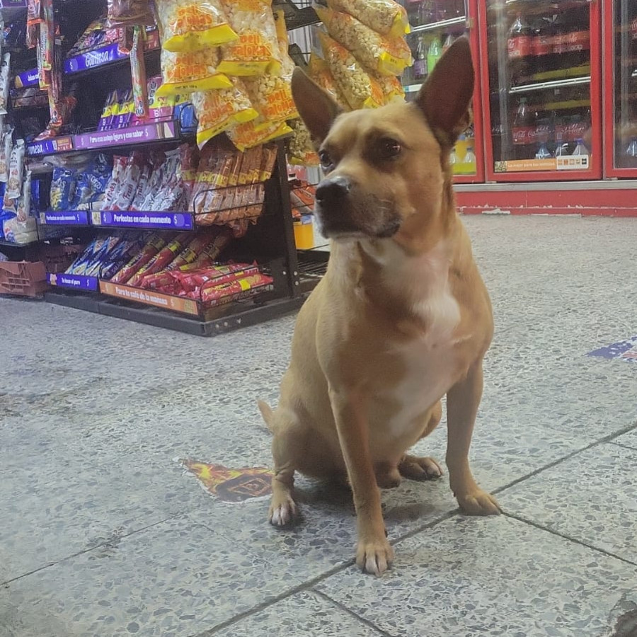 KANT | Raza Mestizo, cruza de American Pitbull Terrier | Perdido