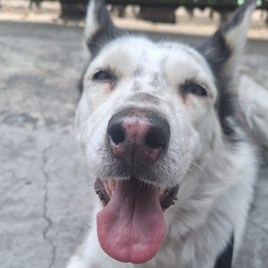  | Raza Husky Siberiano | Encontrada