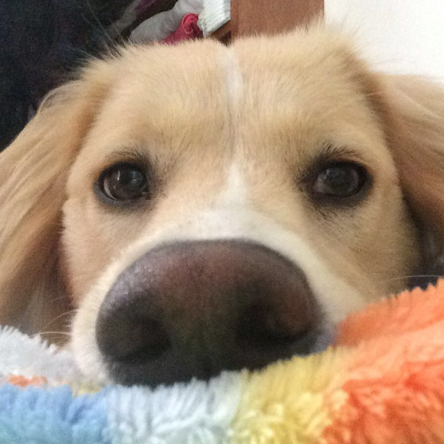 KORE | Raza Mestiza, cruza de Golden Retriever | Perdida